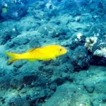 セミリタイア後に旅行したい国